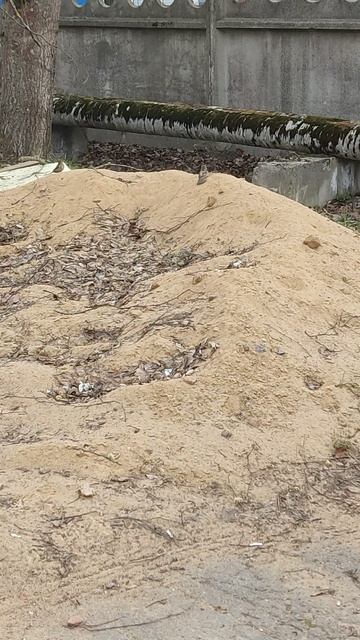 воробьи на току