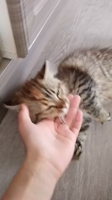 котик