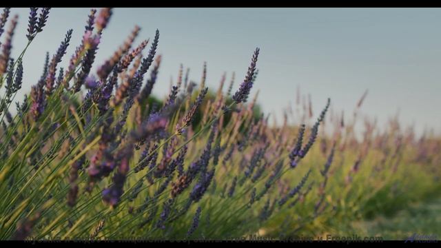 Каждая сцена бьёт по чувствам мощнее любого фильма - Thought Bubbles -- Podington Bear -- Said Lion