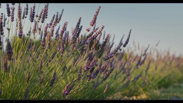 Музыка гладит пейзажи так, как хочется душе - We All Know -- Ayato + Kecap Tuyul -- Flowers in the T