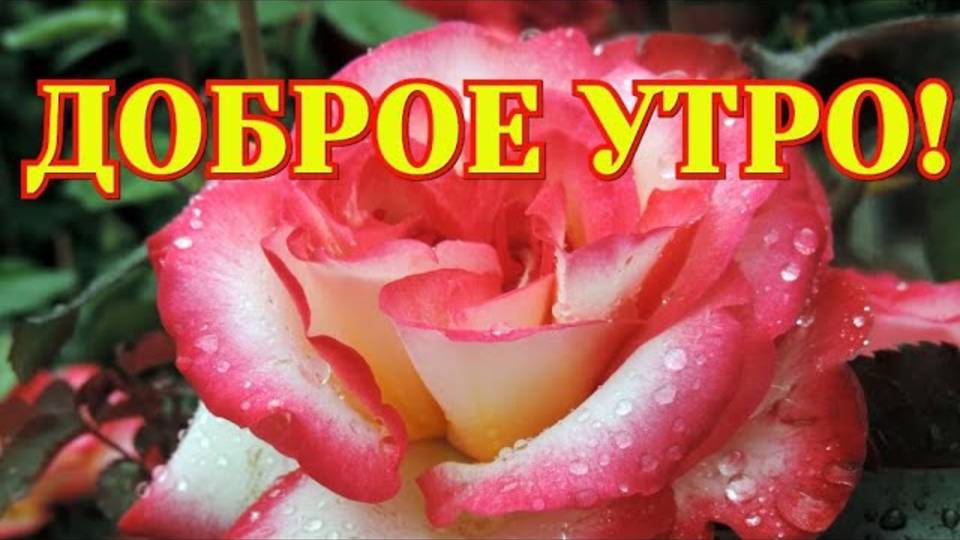 С Добрым Утром! Счастлив тот, кто не готов сдаваться!!! Доброе Утречко и Хорошего Дня!