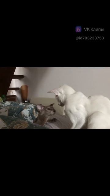 Ориенталы в 5 утра..🙀