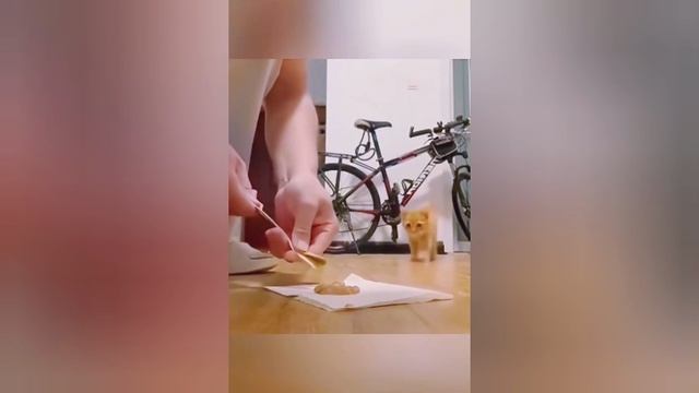 Ох,уж эти кошки