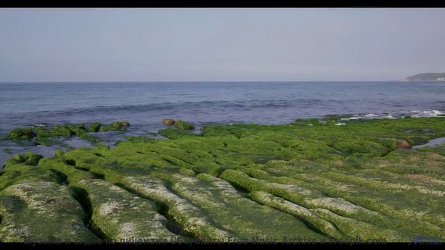 Музыка ведёт туда, где живёт настоящая свобода - Without You (Instrumental) -- Forget the Whale -- T