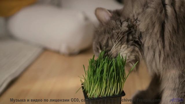 Музыка и виды здесь - сильнее любой медитации - Bouncer -- Ketsa -- Unified Division