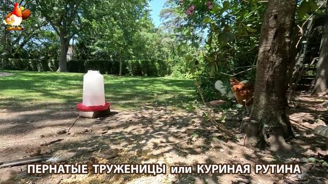 Куры несушки свободного выгула и их обычная куриная рутина – эпизод (462)