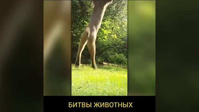 НОЧЬ .. ДВА ЛЬВА НЕСУТСЯ ЗА .. КОРОВОЙ