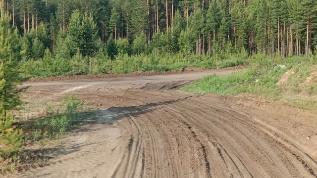 Косуля вышла на дорогу