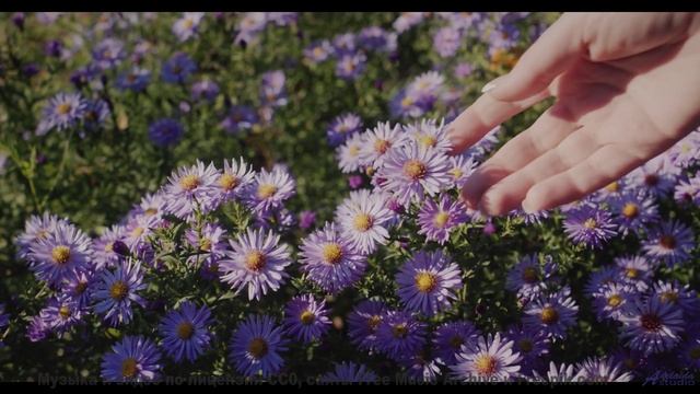 Музыка рисует на небе больше, чем краски - Morning Coffee -- HoliznaCC0 -- Lo-fi And Chill