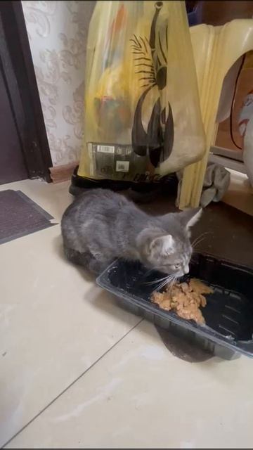 Котёнок мальчик срочно ищет приют!