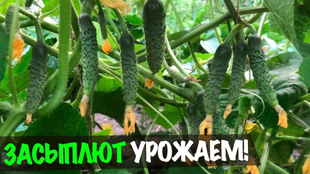 1 Литр под Огурцы! Засыпят урожаем, желтеть и болеть не будут!