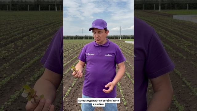 Щирица запрокинутая становится проблемным сорняком?