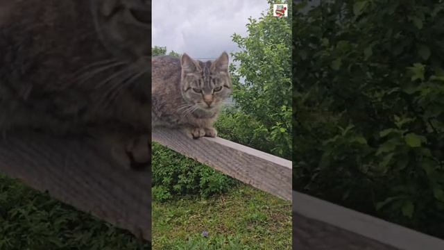 Вечерняя прогулка 😻
