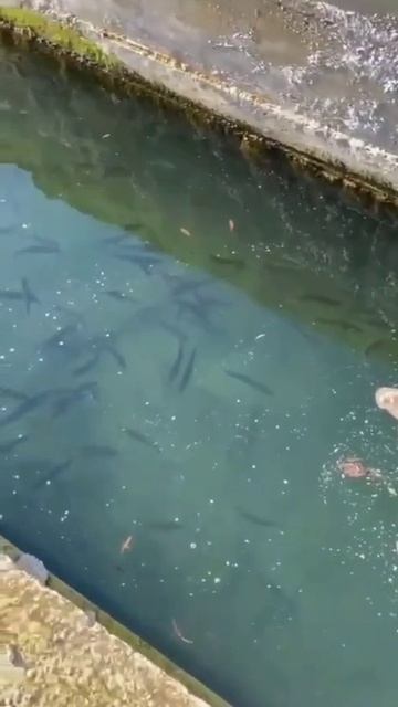 WhatsApp Video 2025-06-12 at 16.00.36 (1)
