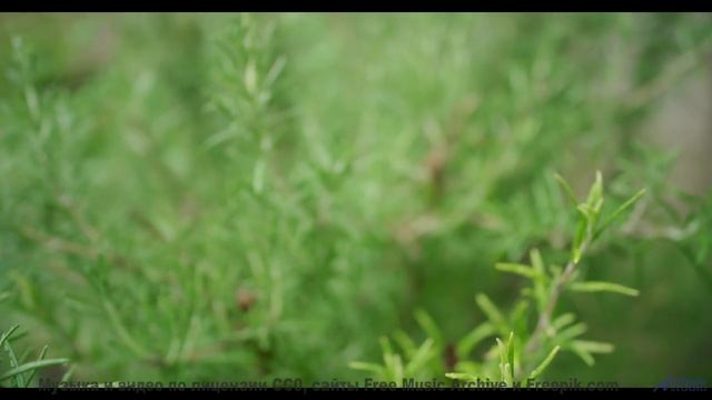 Пейзажи и музыка вместе дарят личный космос - Live Inside a Dream -- Ayla Nereo -- Play Me a Time