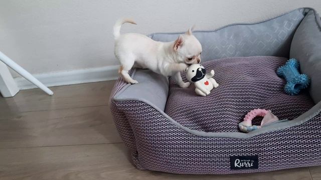 Щенки чихуа свободны