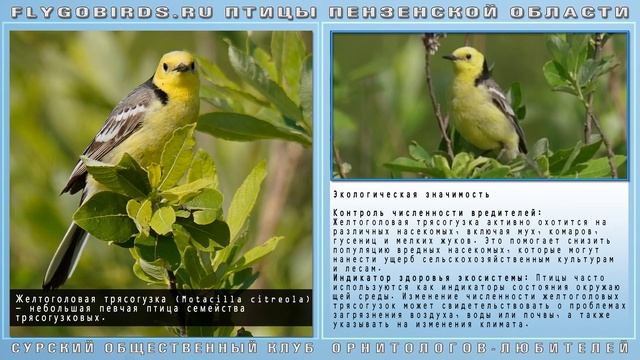 Желтоголовая Трясогузка
Motacilla citreola