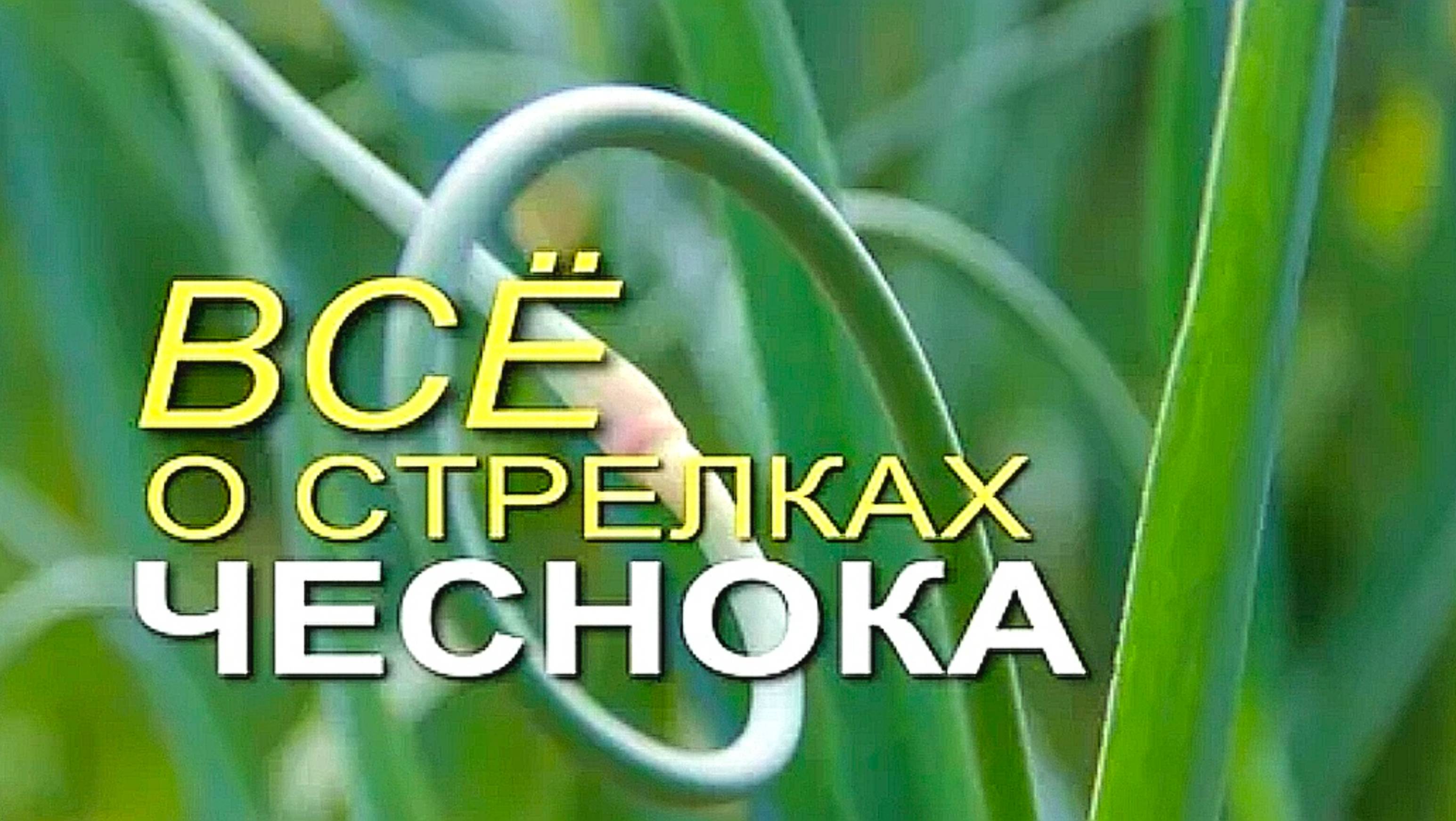 КОГДА ОБРЫВАТЬ СТРЕЛКИ У ЗИМНЕГО ЧЕСНОКА🧄 И ЗАЧЕМ
