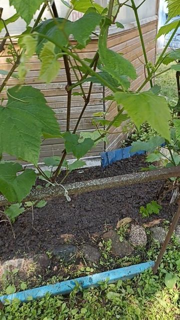 НАШ ВИНОГРАД 🍇