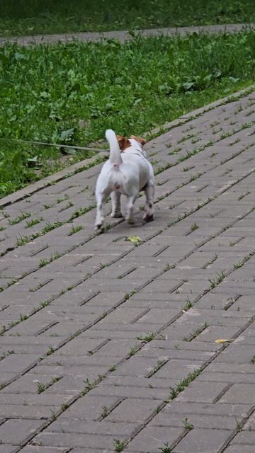 #маленькая #собачка #reels #margo #short #shorts #shirtvideo #dog #dogs #doglufe #dogvudeo #happy