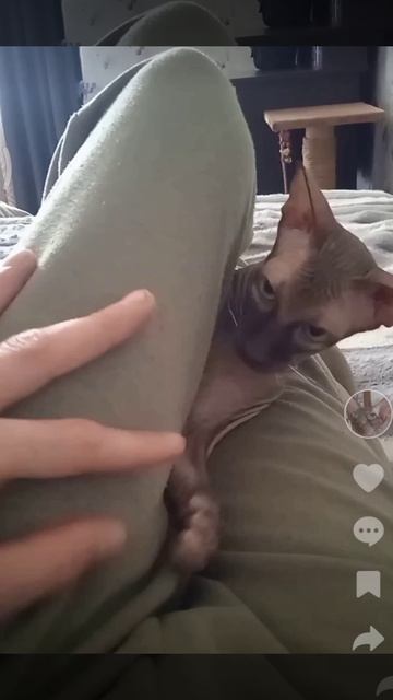 Кот Аватар