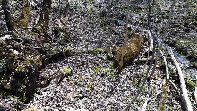 Черная речка. В поисках сокровищ.