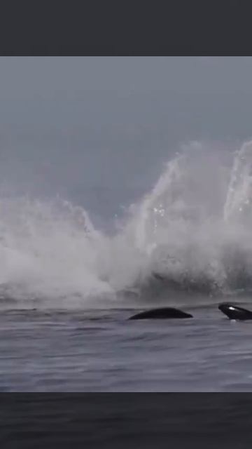 Косатка 🐳
