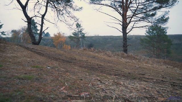Каждый аккорд будто открывает новый угол планеты - Mushrooms -- HoliznaCC0 -- Chill Out