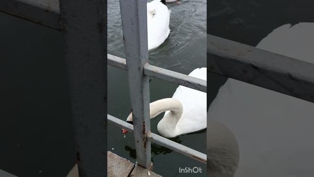Угощение для лебедей.