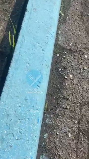 В парке "Новое поколение" обнаружили гадюку