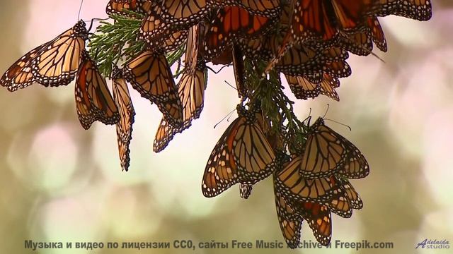 Песня, которая начинается с 'а давай поедем туда, где нас нет' - Blue -- Podington Bear -- Homage Fr