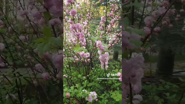 Как прекрасен этот мир...