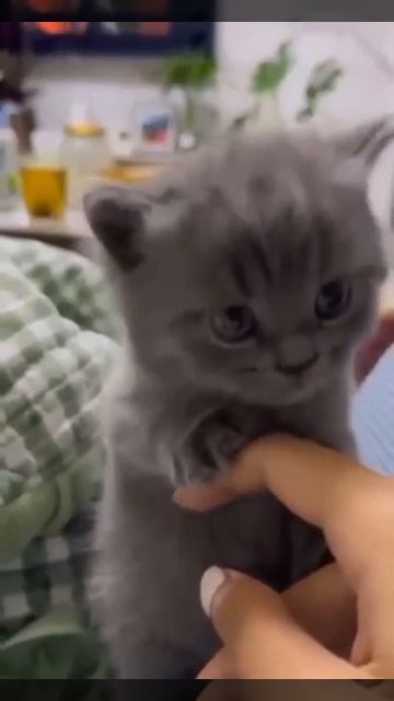 Наш TG https://t.me/liveofcats