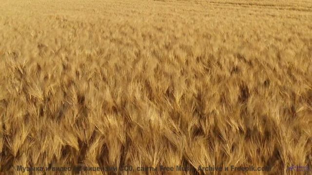 Это видео - как погружение в океан спокойствия! - Prodrome in which  Aberrations of Perception and H