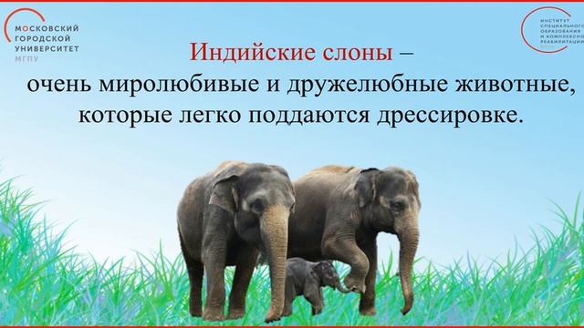 слоны