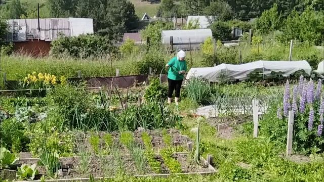 17.06.2025. Готовлю вкусняшку для огурцов. Кабачки и тыквы растут.