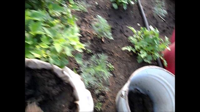 О подкормке моркови