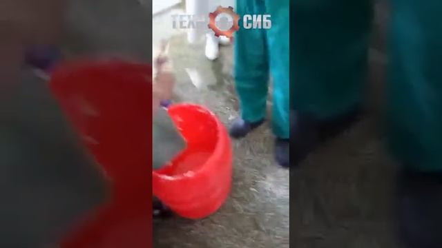 Центрифуга для разбивания куриных яиц с автоматической выгрузкой скорлупы. Модель_ ЦЯ-10