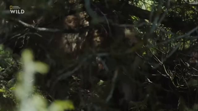 Nat Geo Wild Дикие охотники Волки и шакалы