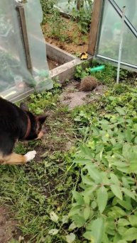 Охрана теплицы