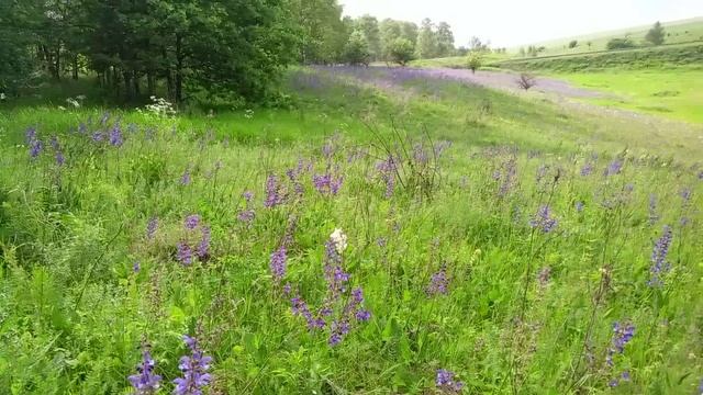 Красота июньского луга Воскресенское