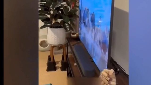смешные коты серия 1