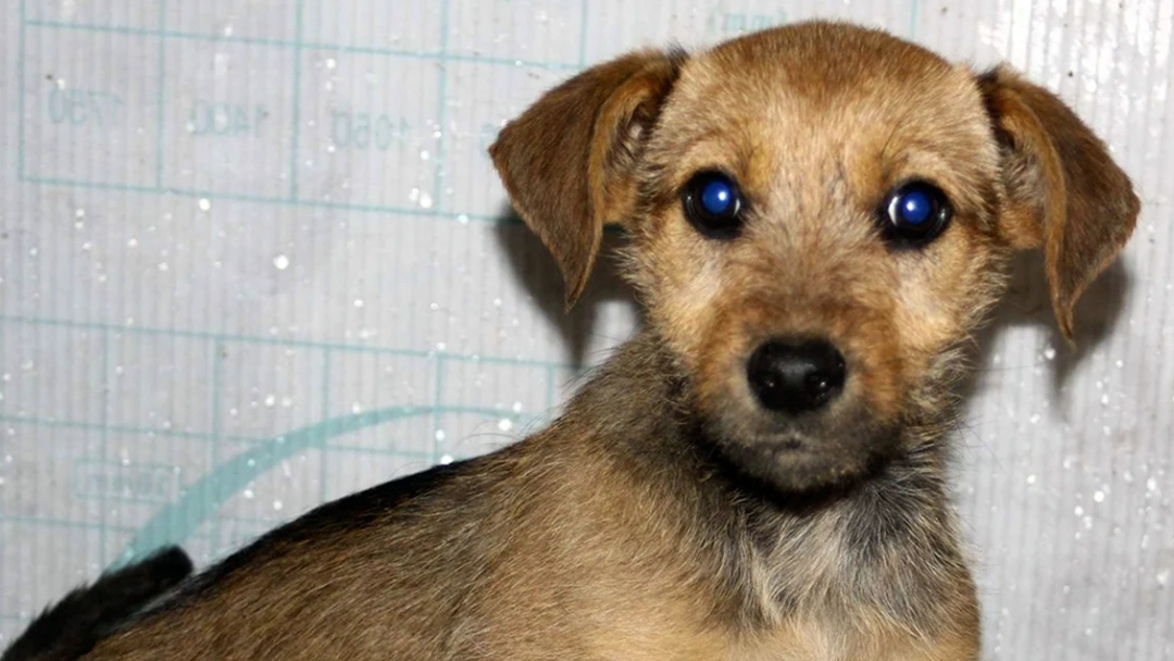 ПЕРЕХОДИМ НА НОВЫЙ УРОВЕНЬ ... 🐶