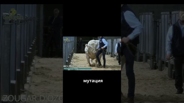 Гомункул — Топлес