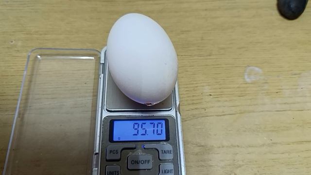 18-06-2025. Ну очень крупные яйца несёт курочка 🥚🤨