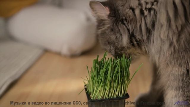 Музыка звучит так, что хочется раствориться в природе - A Thin Line -- Kirk Osamayo -- Season Two (O