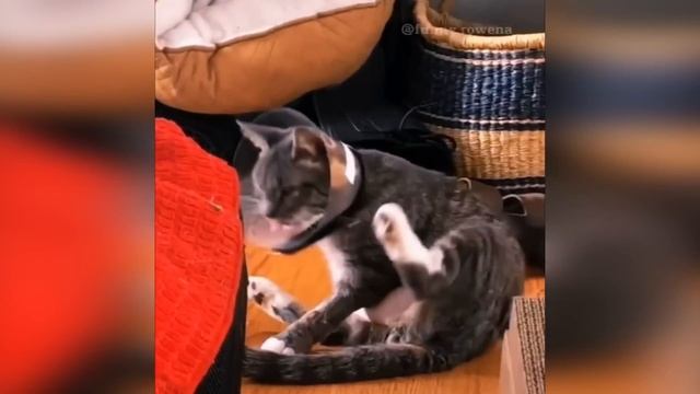 ПРИКОЛЫ С ЖИВОТНЫМИ ДО СЛЕЗ _ Смешные КОТЫ 2025 _ Приколы с КОТАМИ _ Funny ANIMALS video