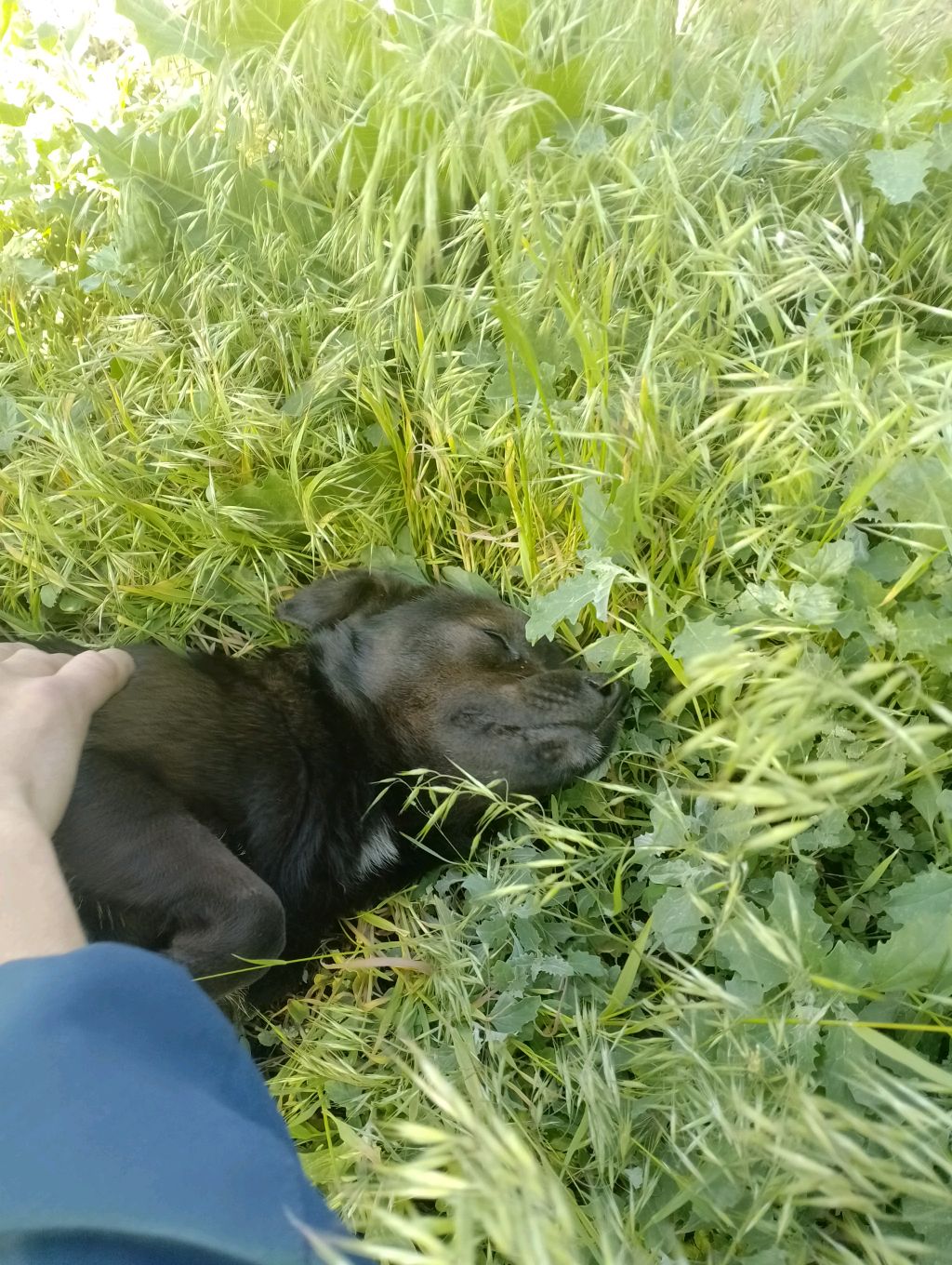 дог