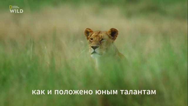 Охотники ''Кошки''