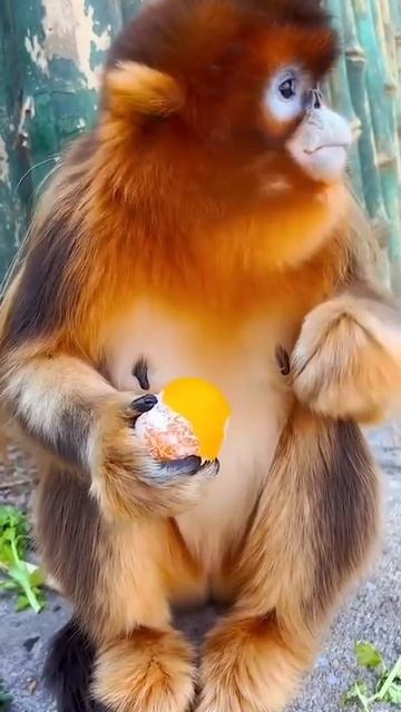 VID_20250618_214136_613.mp4